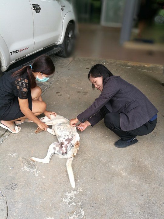 รณรงค์ป้องกันโรคพิษสุนัขบ้า เเละผ่าตัดทำหมัน สุนัข-เเมว 2560